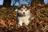 ALASKAN MALAMUTE 590